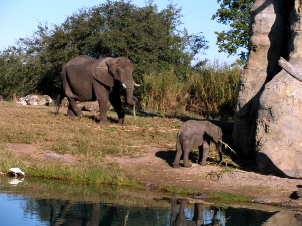 Animal Kingdom, Florida