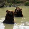 Grizzly Bears