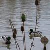 ducks at Clackamette Park in Oregon City