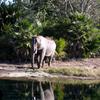 Elephant safari